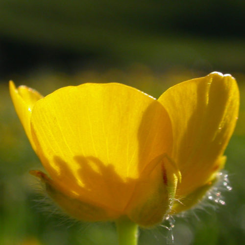 Bouton d'or - Ranunculus acris - 10 ml